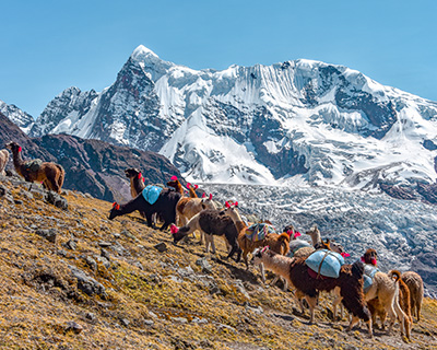 Llamas carrying bags near Ausangate Mountain