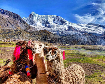 Llamas adorned with colored wool and behind them the mountain of Ausangate