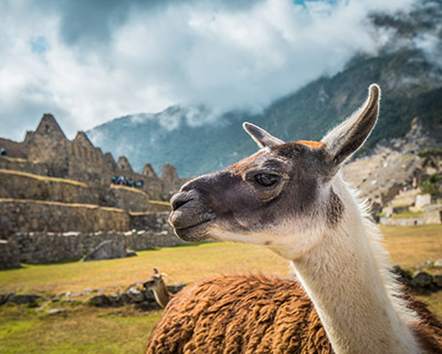 Face of a llama and behind a part of the Machu Picchu archaeological site