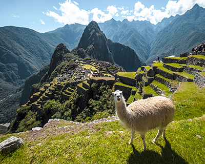Picture of llama is looking the camera and behind it MachuPicchu