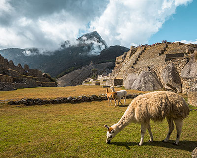 Llamas in the middle of the streets in Machu Picchu Citadel