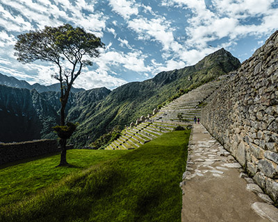 Image of the unique tree in Machu Picchu and the platforms