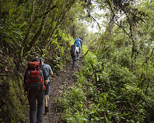 Group are walking in the middle of the rain forest