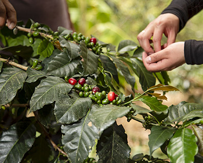 Moment of the extraction of the coffee beans at the time of the Coffee Tour